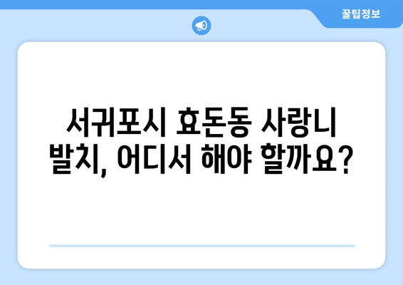 제주도 서귀포시 효돈동 사랑니 발치 치과 가격 비용 잘하는 곳 추천 BEST 10 비교 가이드